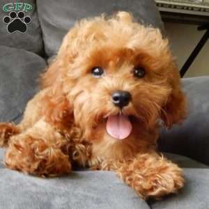 Rambo (micro), Cavapoo Puppy